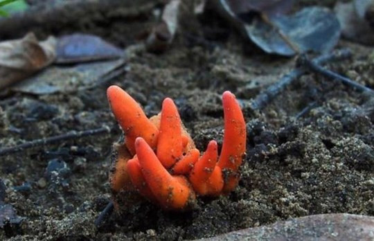 Australia: Lần đầu tiên phát hiện nấm độc San hô Lửa