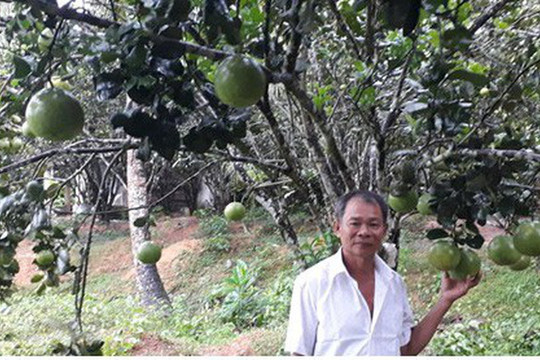Đà Nẵng: Làm giàu từ trồng bưởi da xanh