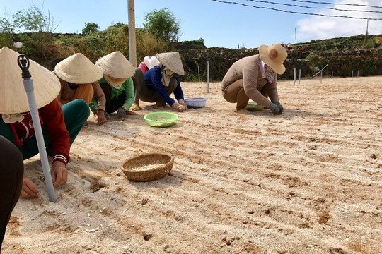 Lý Sơn (Quảng Ngãi): Nan giải việc xử lý đất thải nông nghiệp