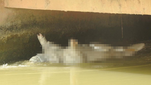 Nghệ An: Dịch tả lợn châu Phi lan khắp nơi, dân vứt heo chết trôi đầy sông