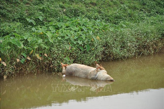 Kiên Giang: Xử lý dứt điểm tình trạng vứt xác lợn ra môi trường