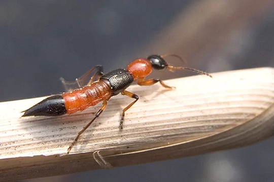 “Mùa” kiến ba khoang, làm gì để phòng tránh côn trùng này?