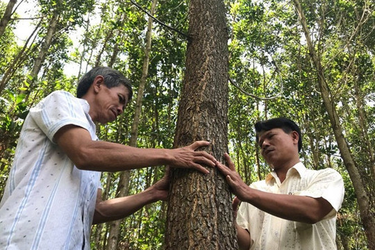 Quảng Nam: Khuyến khích phát triển trồng rừng gỗ lớn