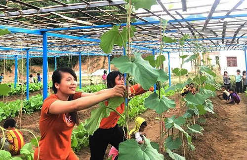 Quảng Nam: Giáo viên trồng rau cho bữa ăn bán trú
