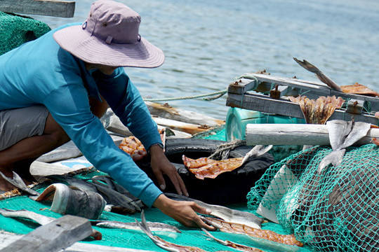 Ninh Thuận: Cá bớp ở vịnh Vĩnh Hy chết hàng loạt gây thiệt hại kinh tế