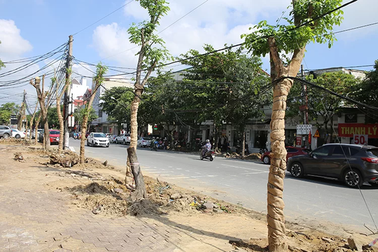Nghệ An: Thành Vinh thay thế hàng loạt cây xanh trên tuyến phố đi bộ