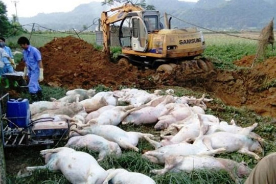 Đã tiêu hủy 5,6 triệu con lợn bị dịch tả Châu Phi tại 63 tỉnh thành