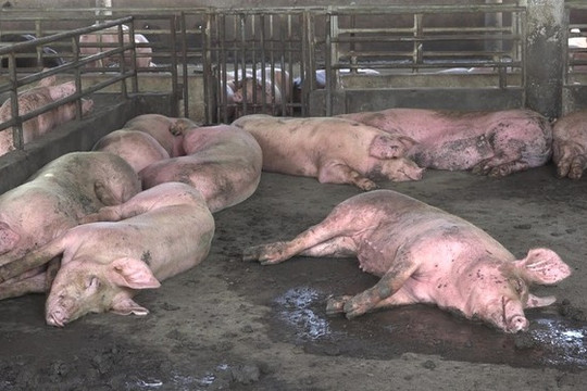 Nghệ An: Dịch tả lợn lây lan nhanh sau mưa lũ