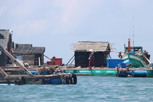 Kiên Giang: Hàng chục tấn cá lồng bè chết chưa rõ nguyên nhân, dân thiệt hại tiền tỉ