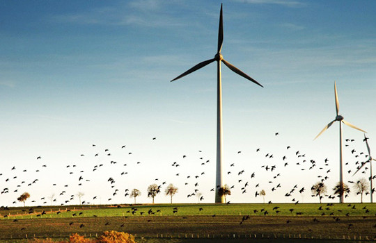 Tác hại của turbin điện gió đến chim trời