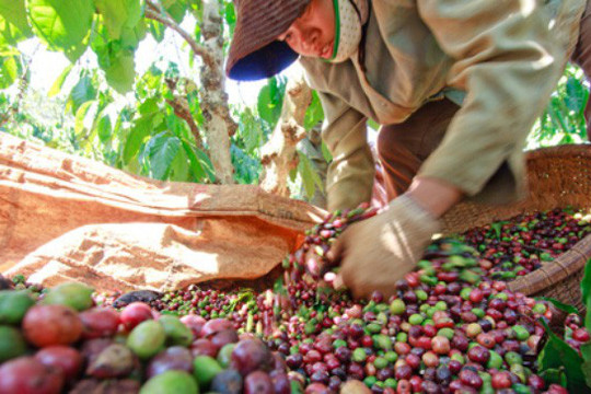 Năm 2030: Ngành cà phê đặt mục tiêu xuất khẩu 6 tỷ USD