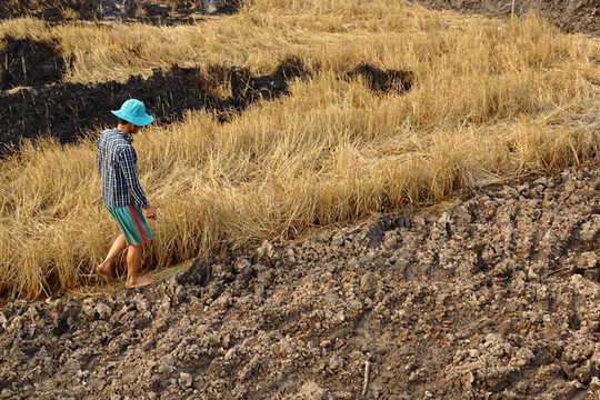 Tác động của biến đổi khí hậu đối với sản xuất nông nghiệp ở Việt Nam