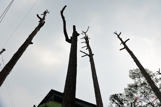 TP. Hồ Chí Minh: Hàng loạt cây cổ thụ ở Công viên Văn Lang chết khô