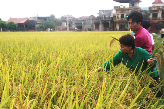 Hà Nội: Đẩy mạnh nghiên cứu giống lúa chống chịu biến đổi khí hậu