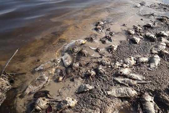Thừa Thiên- Huế: Cá tự nhiên chết hàng loạt tại hồ đập Dàng
