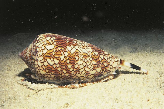Nọc độc của ốc sên biển có thể chữa bào chế thuốc tim mạch và cao huyết áp