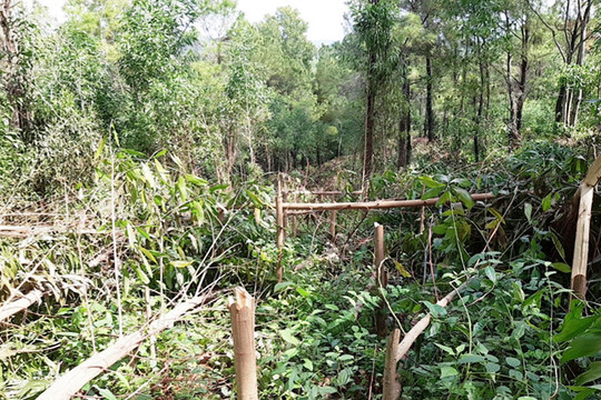 Quảng Nam: Hơn 4.000 cây keo của dân bỗng dưng bị kẻ xấu chặt phá