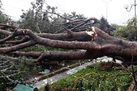 Nam Trung Bộ: Hàng loạt cây xanh bị quật đổ la liệt sau bão số 5