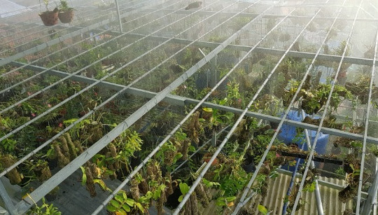 Kiên Giang: Khuyến khích sản xuất nông nghiệp công nghệ cao