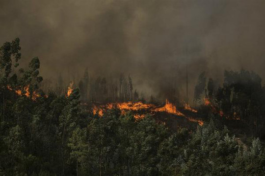 Brazil: Cháy rừng lan rộng tại miền Nam