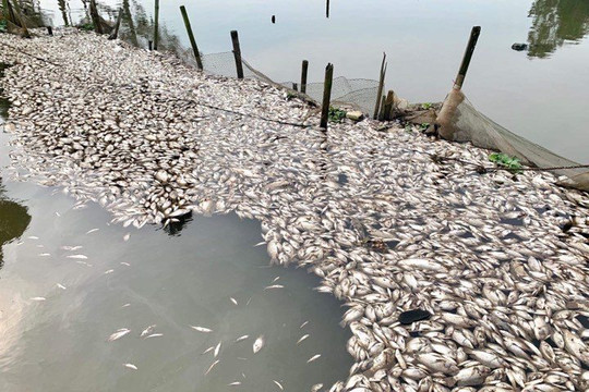 Ninh Bình: Cá chết hàng loạt trên sông Chanh