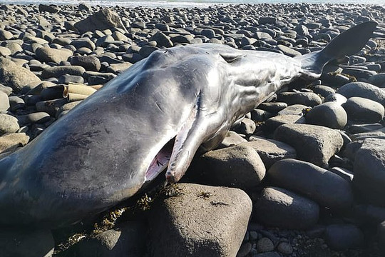 Anh: Phát hiện tấm nhựa lớn trong bụng cá voi nhà táng mắc cạn