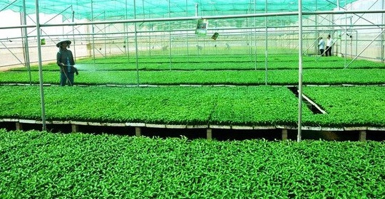 Kiên Giang:  Khuyến khích đầu tư ứng dụng công nghệ cao vào phát triển nông nghiệp sạch