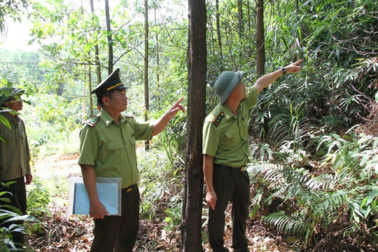 Quảng Ninh: Người đàn ông 20 năm vì dân, vì rừng