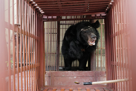 Chuyển giao cá thể gấu ngựa 150 kg cho Tổ chức Động vật châu Á