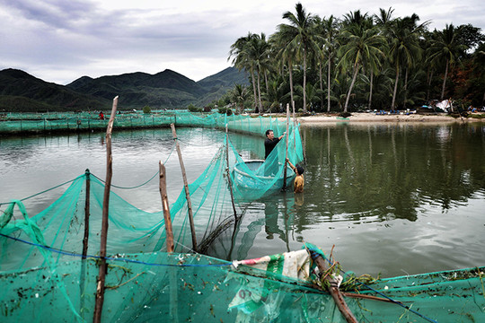 Phú yên: Xóm nuôi cá mú thiệt hại 40 tỷ đồng sau bão Matmo