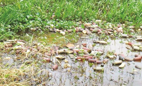 Đồng bằng sông Cửu Long: Báo động nước thải từ hoạt động sản xuất nông nghiệp