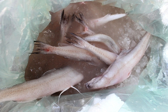 Quảng Ninh: Tiêu hủy hơn 1,2 tấn cá khoai đông lạnh Trung Quốc nhập lậu