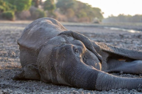 Hạn hán kỷ lục ở Zimbabwe khiến 200 con voi chết vì đói khát chỉ trong 1 tháng