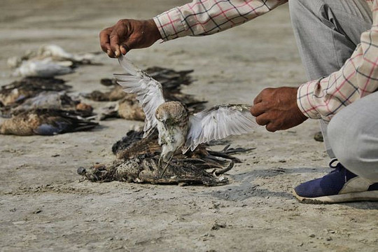 Chim Sâm Cầm Và Sự Thật đau Lòng đằng Sau Các Chim Non - Loài Vật
