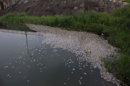 Quảng Trị: Công bố nguyên nhân cá chết trắng mặt hồ Đại An