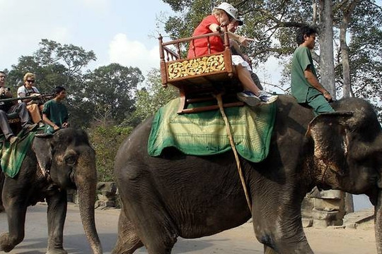 Campuchia: Cấm du khách cưỡi voi ở Angkor từ năm 2020
