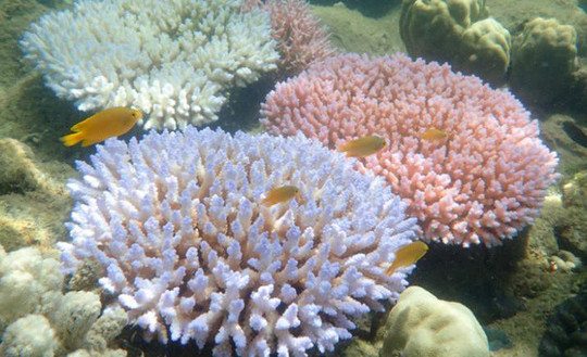 Australia: Rạn san hô lớn nhất thế giới vào mùa sinh sản