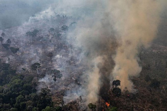 Diện tích rừng Amazon bị tàn phá đạt mức kỷ lục