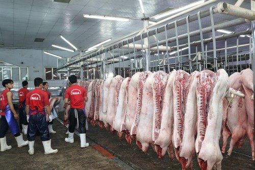 3 tháng sát Tết, mỗi tháng Việt Nam thiếu 70.000 tấn thịt lợn