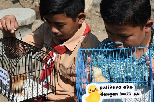 Indonesia: Học sinh nuôi gà, trồng ớt để “cai nghiện” điện thoại thông minh