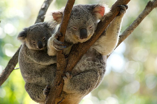 Australia: Cháy rừng khiến Gấu koala có nguy cơ bị tuyệt chủng
