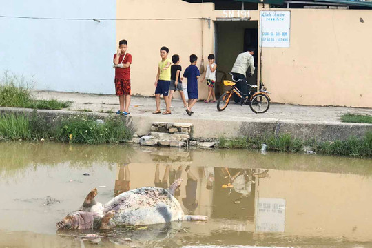 Kinh hoàng Kênh dẫn nước sinh hoạt cấp cho người dân Thanh Hóa bị ô nhiễm nghiêm trọng