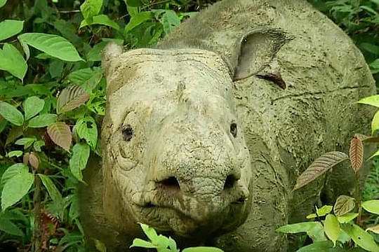 Báo động: Tê giác Sumatra đã tuyệt chủng ở Malaysia