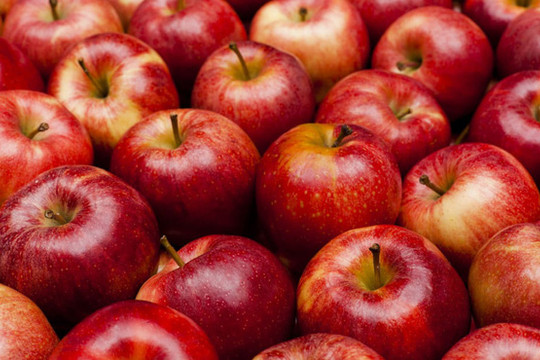 Biến đổi khí hậu có thể khiến táo đỏ hoàn toàn biến mất