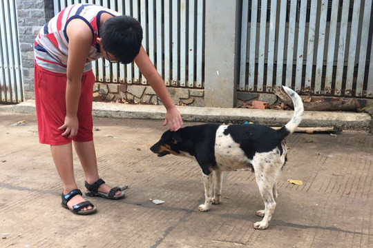 Khánh Hòa: Số người mắc bệnh giun sán chó, mèo tăng cao