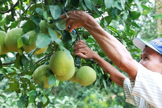 Hà Nội: Nâng cao giá trị cho cây ăn quả