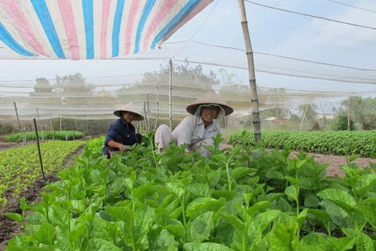 TP Hồ Chí Minh: Đất bỏ hoang, nông nghiệp vẫn khó mở rộng