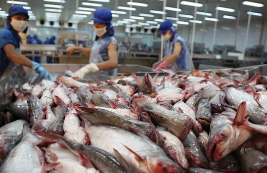 Xuất khẩu cá tra sụt giảm ở nhiều thị trường trọng điểm