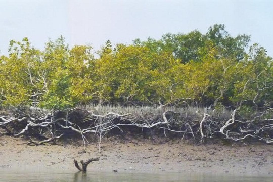 Thừa Thiên Huế: Lợi ích kép từ vành đai rừng ngập mặn