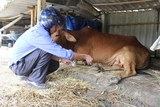 Quảng Trị: Người chăn nuôi lao đao dịch chống dịch